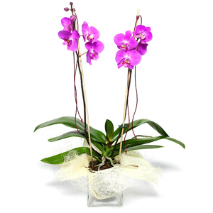 Orquidea Cubo Duo