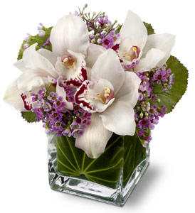 Orquidea en Cubo