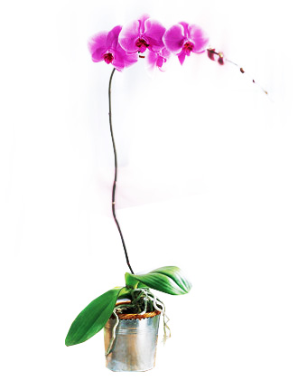 .Orquidea en Florero Galvanizado