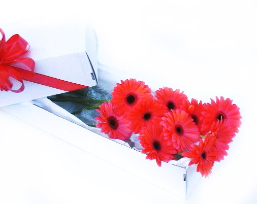 Caja con 10 Gerberas