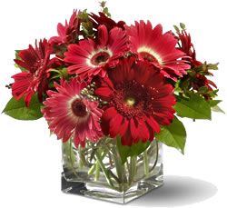 Gerberas en Florero de Cubo