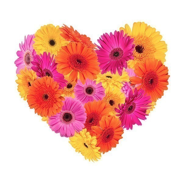 .Corazn de Gerberas