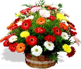 Canasta de 35 Gerberas